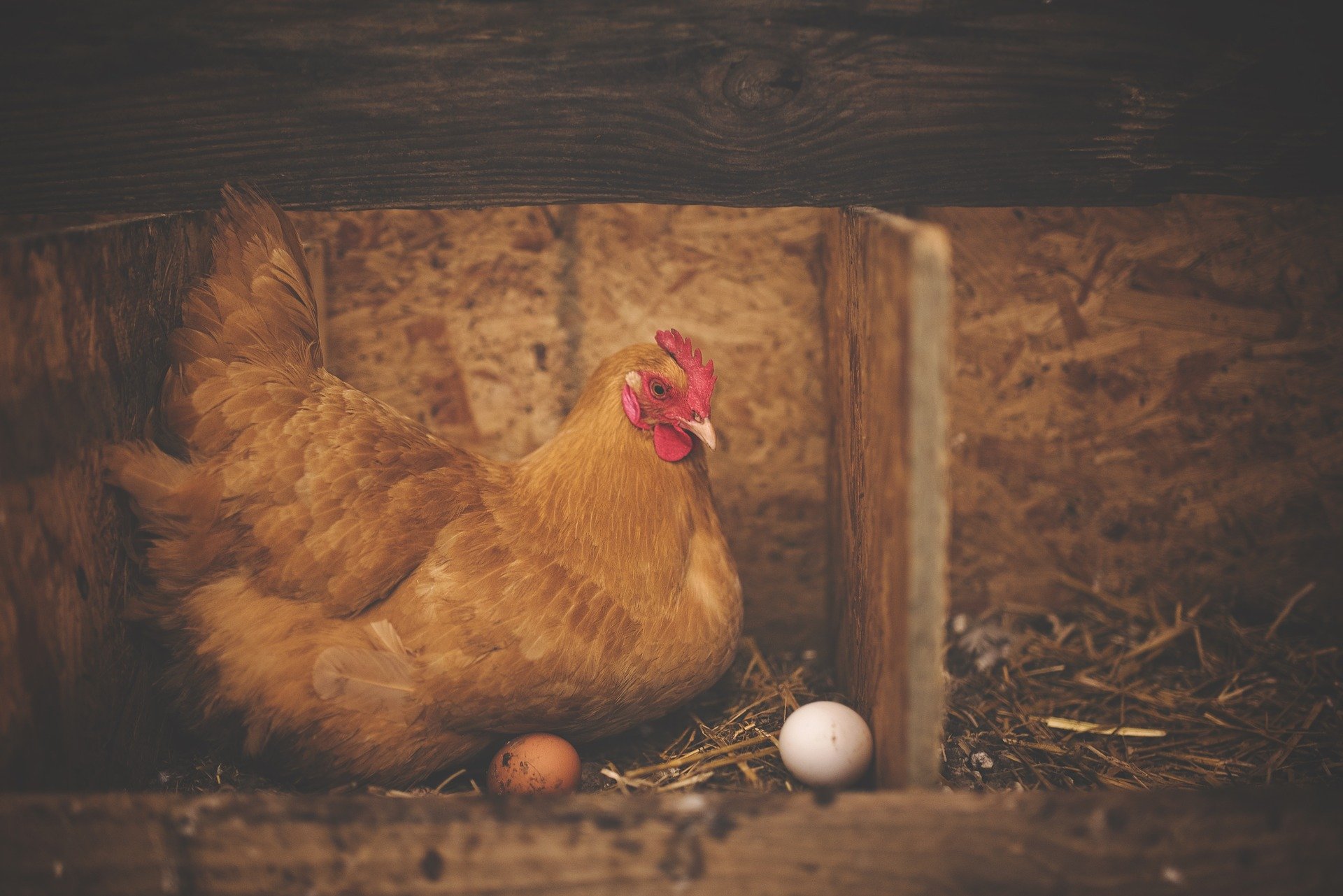 Gallinas ponedoras