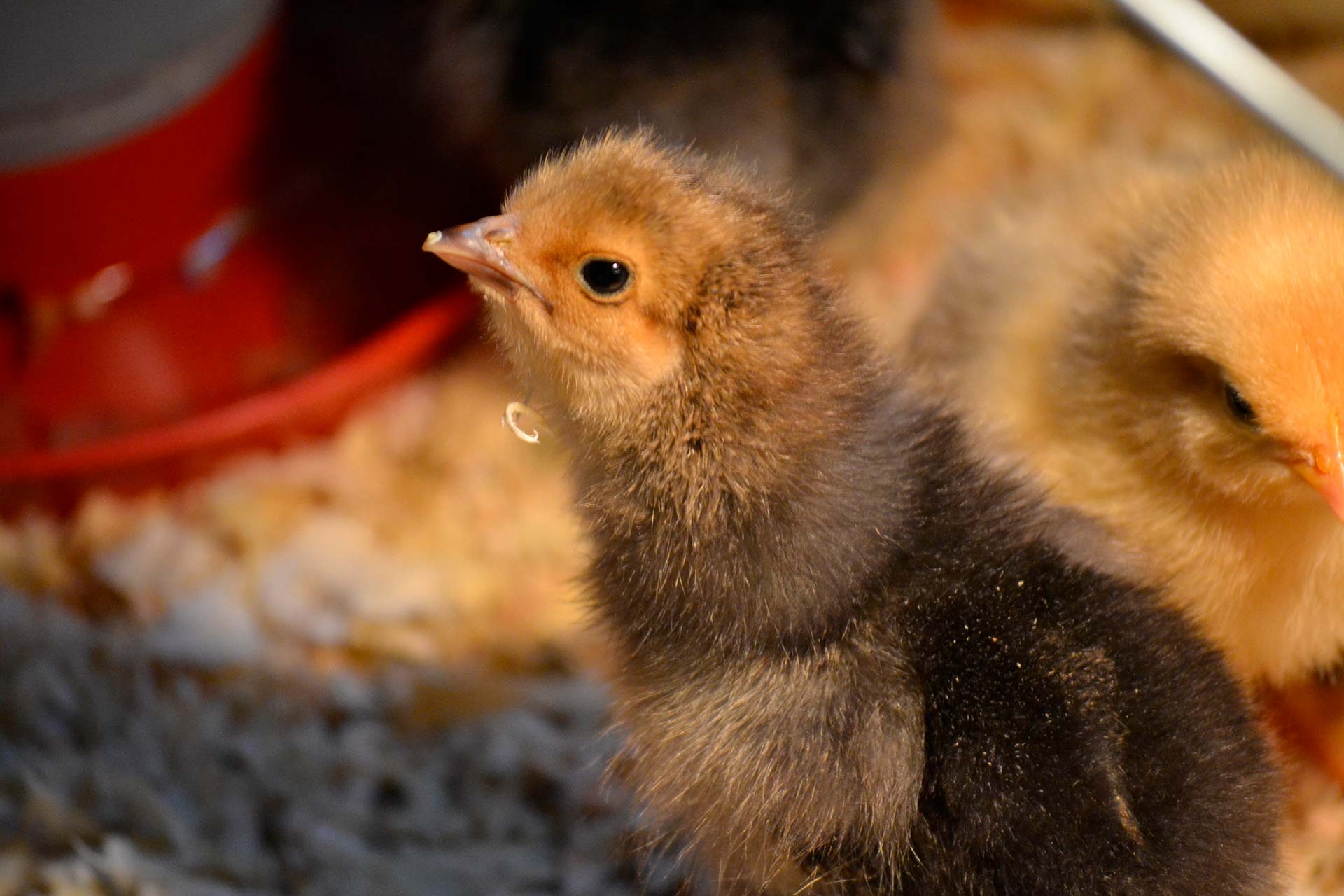 La sal en formulación de dietas para aves