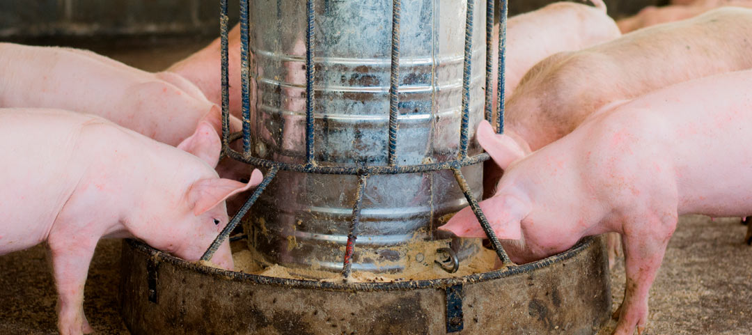 Óxido de zinc y sulfato de cobre en producción animal